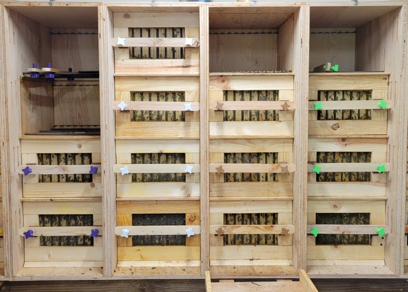 Vertical vs. Horizontal: Why the Bees Helped Me Decide