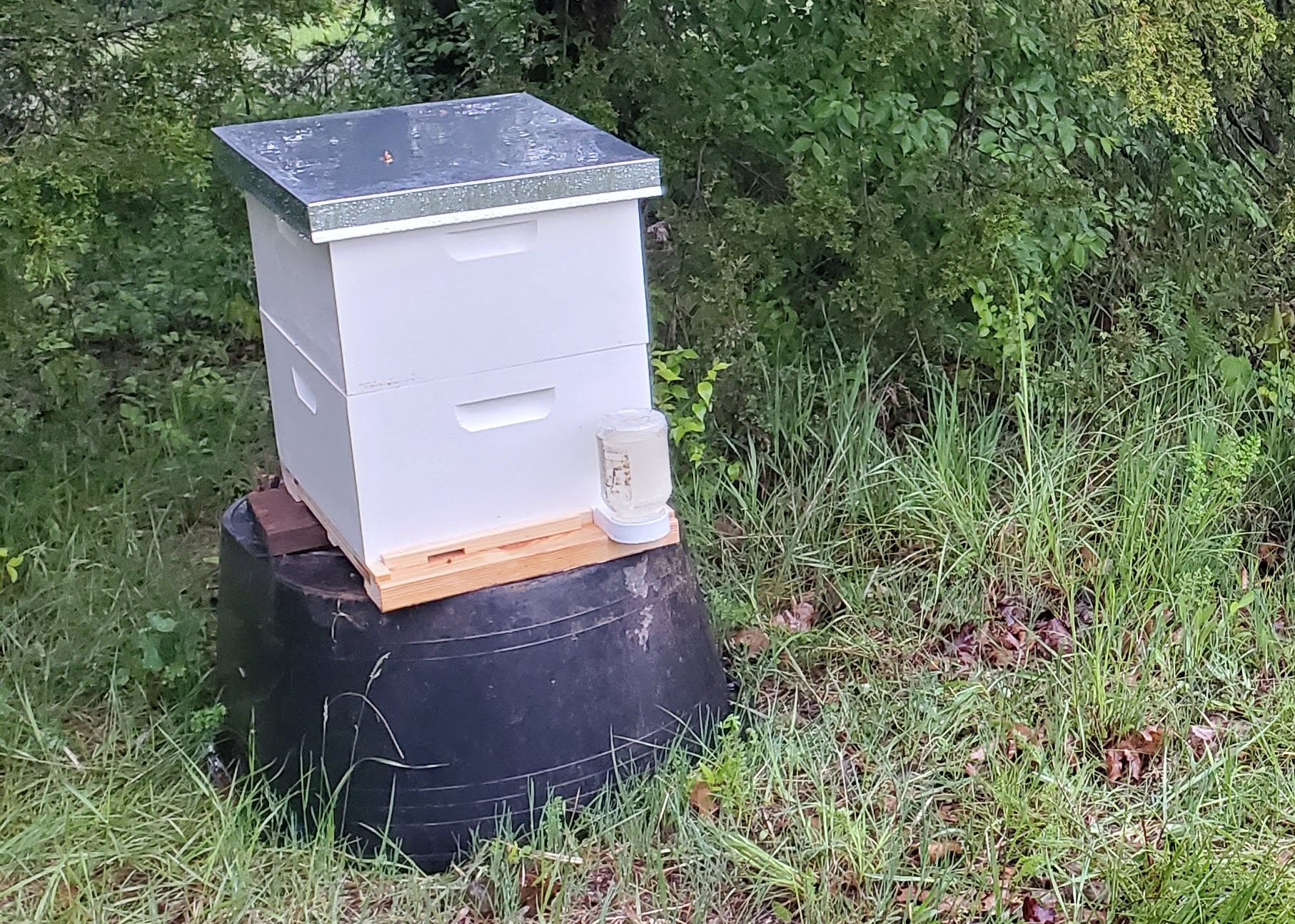 From a Swarm to Our First Langstroth
