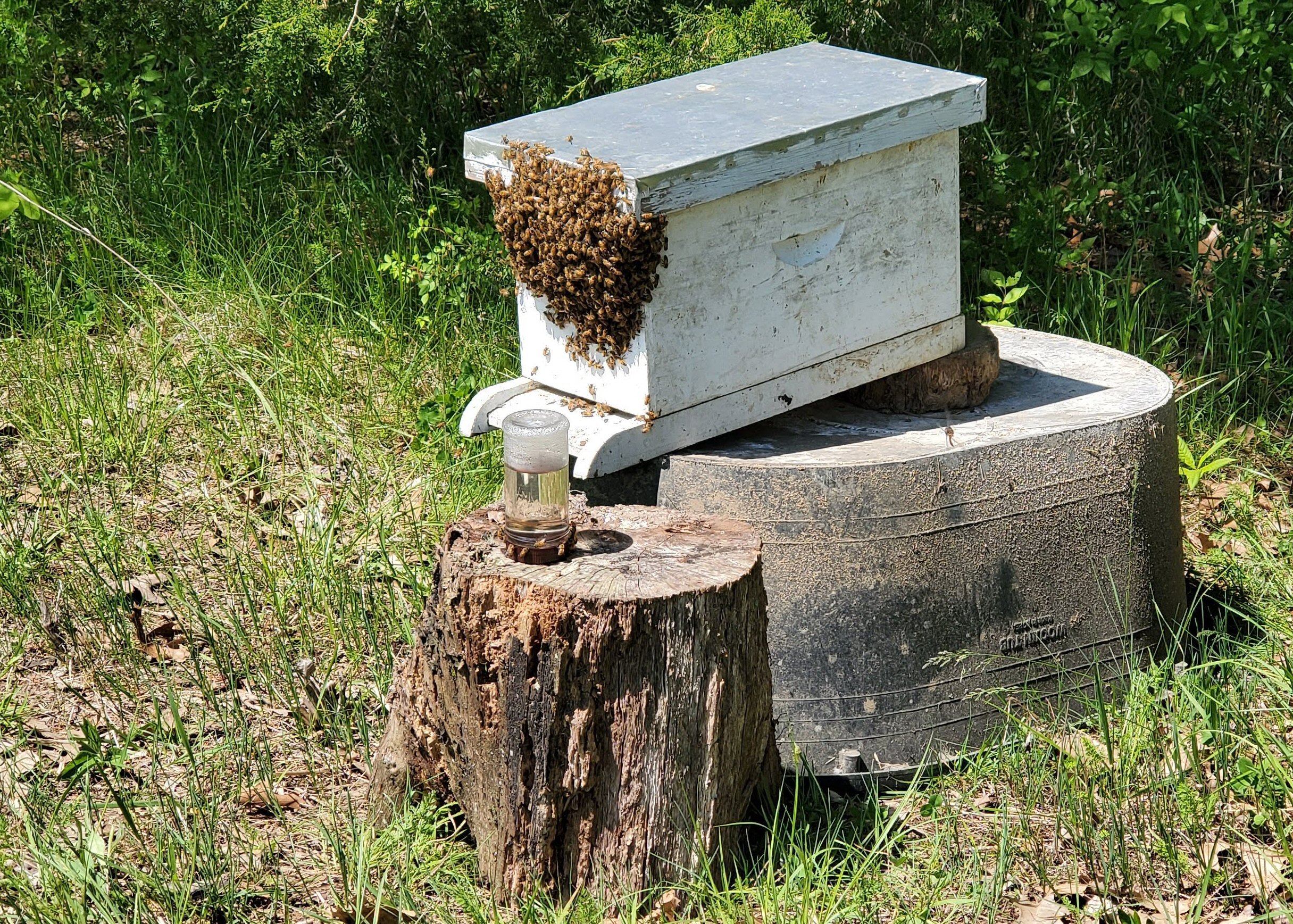 How I Got Into Bees